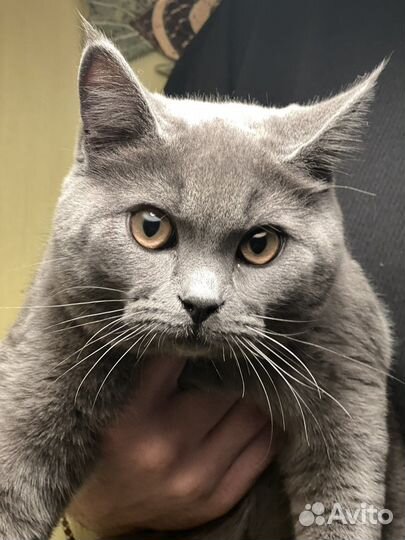 Британская кошка