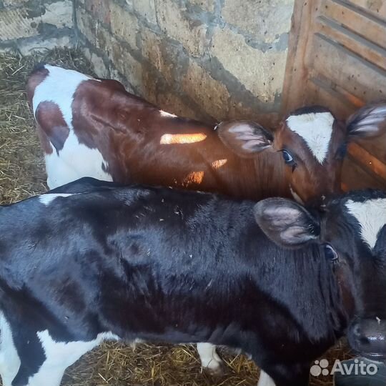 Бычки и быки