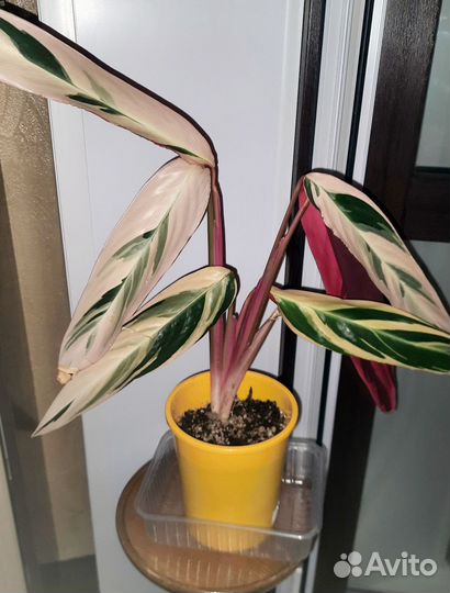 Строманта триколор