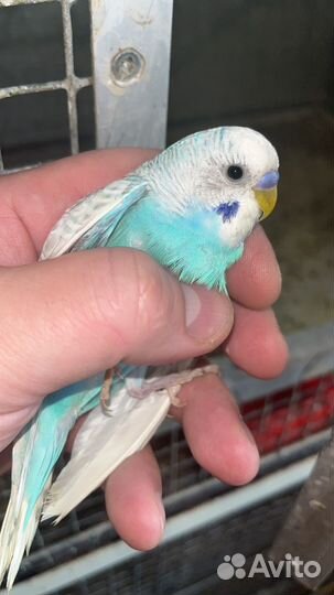 Волнистые малыши домашнего разведения