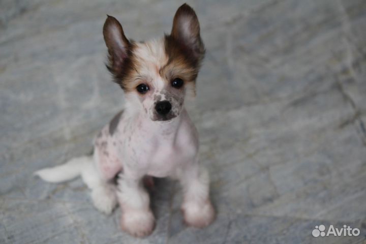 Щенки китайской хохлатой