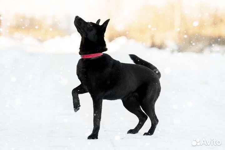 Мишель ищет дом