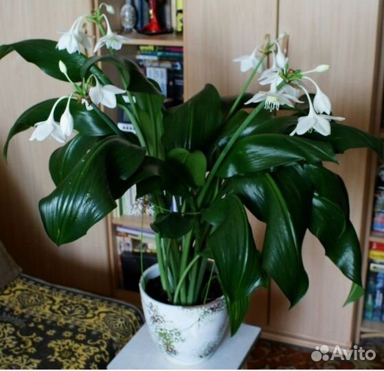 Эухарис амазонская лилия
