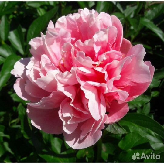 Сортовые коллекционные пионы