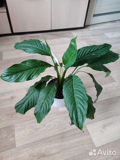 Спатифиллум