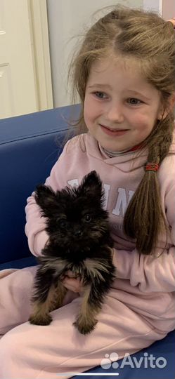 Щеночек йорк