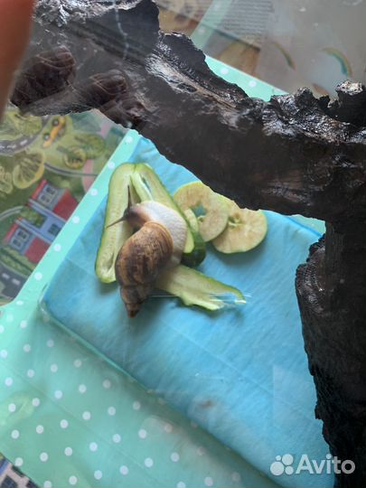 Улитки ахатины большие