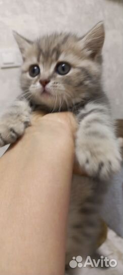 Котенок 2 месяца девочка