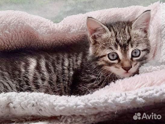 Котенок