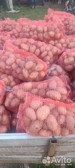 Продам картофель