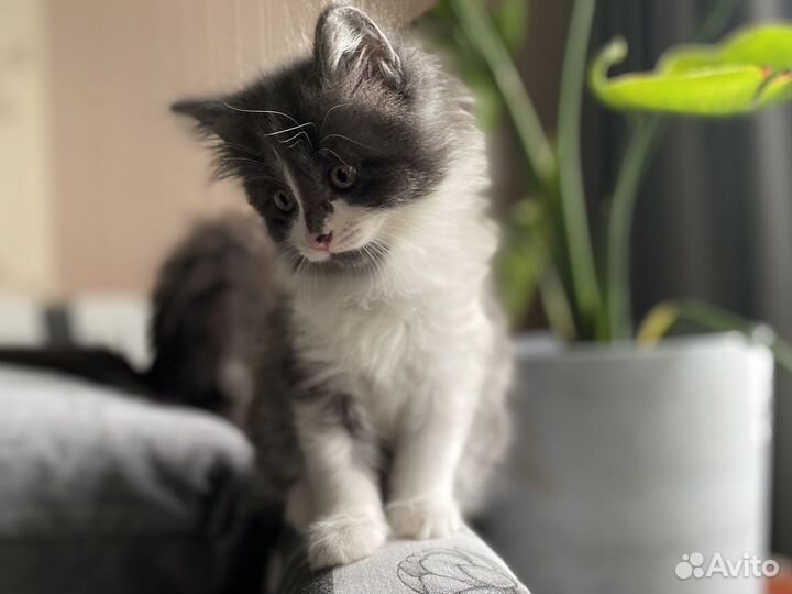 Котята мейн-кун метис