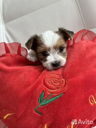 Щенки бивер йорка