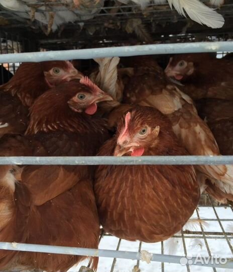 Курочки молодки ломан браун и минорка4- 5,5 мес. О