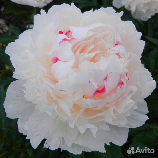 Корни пионов оптом Голландия