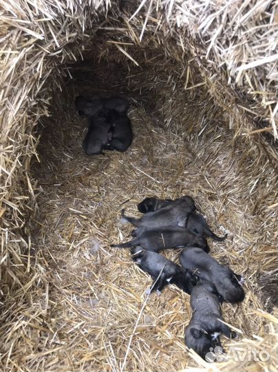 Туретцкий Кангал шенки