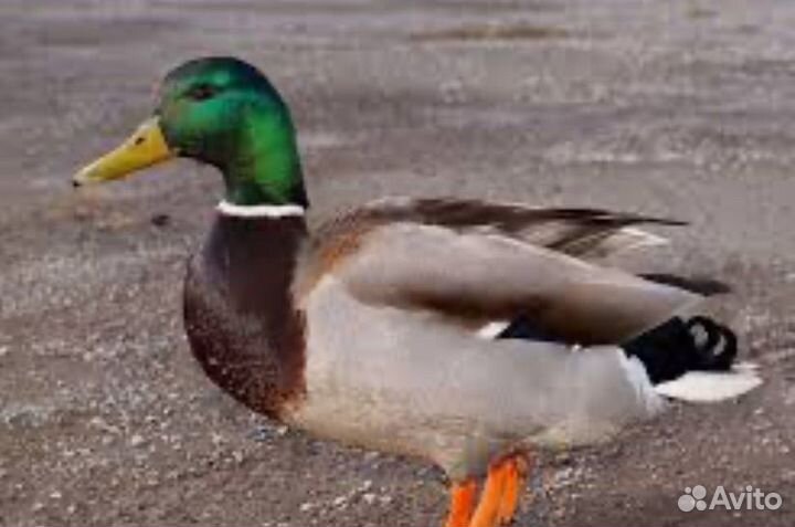 Утки селезень дикий
