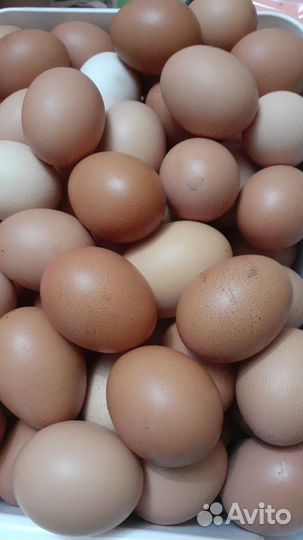 Продам яйцо куриное домашнее