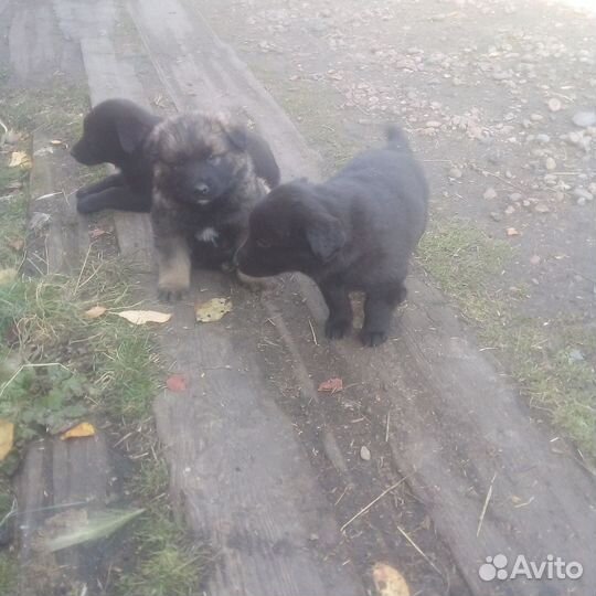 Щенки помесь кавказца и лабрадора