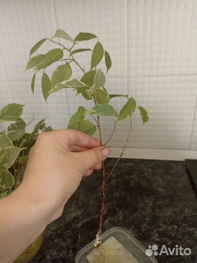 Фикус бенджамина большой