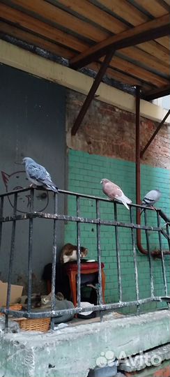 Котикам неразлучникам нужна передержка