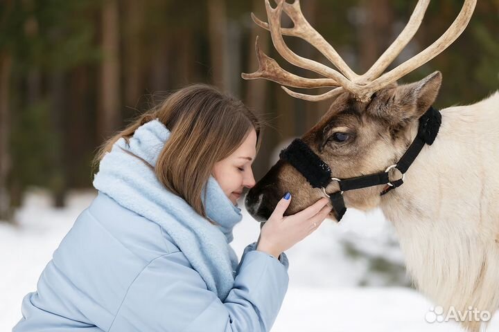 Фотосессии с лошадьми, корги, хаски, самоедами
