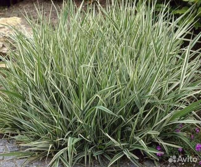 Многолетники для сада