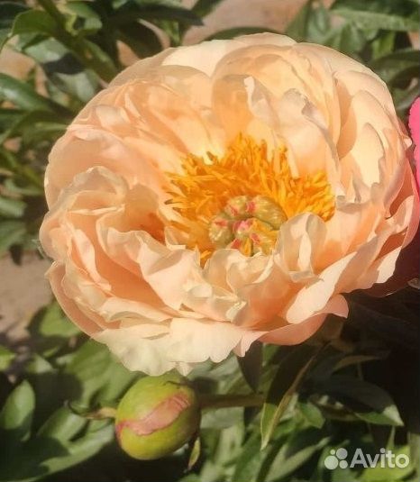 Пион Кингз Дэй