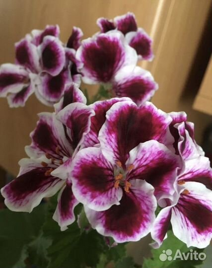 Королевская пеларгония(герань),есть цветущая