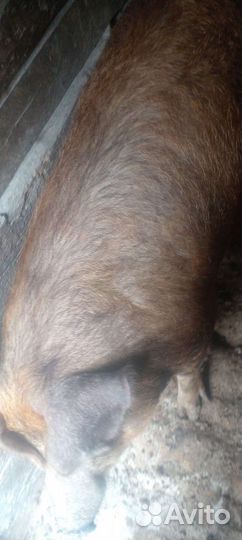 Свинка (дюрок)