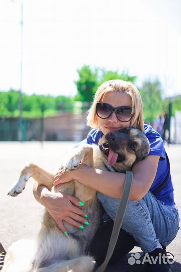 Отдаем собаку в добрые руки