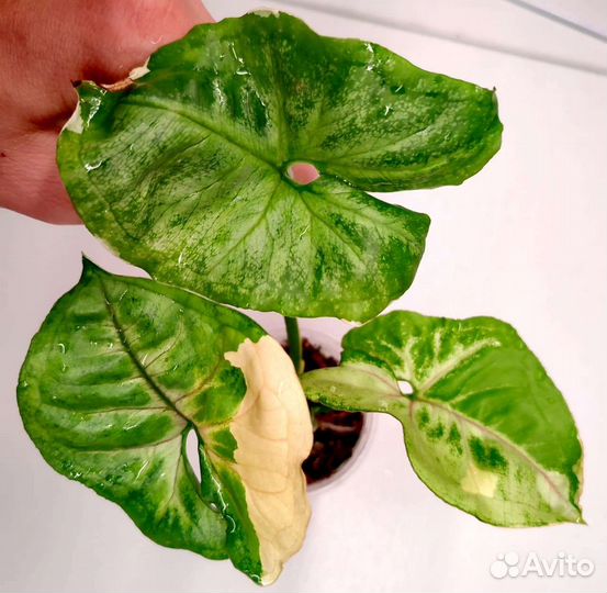 Сингониум орм тонг вариегатный