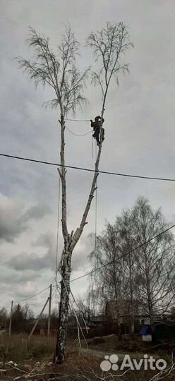 Спил деревьев/Измельчение веток/ Удаление пней