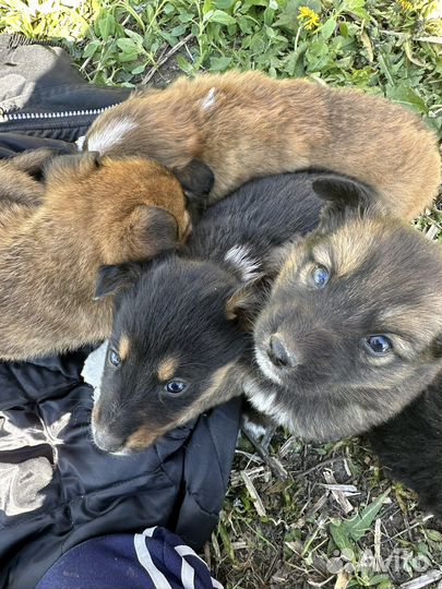 Маленькие щенята ищут дом