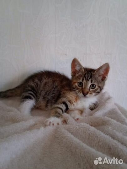 Девочка трехцветка в добрые руки