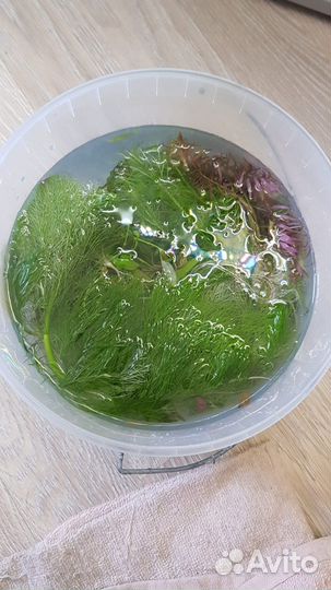 Аквариумные растения прополка