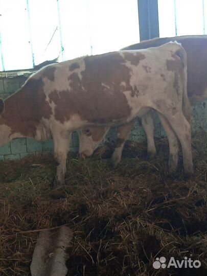 Телки и бычки