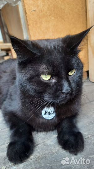 Адресник из эпоксидной смолы для собак