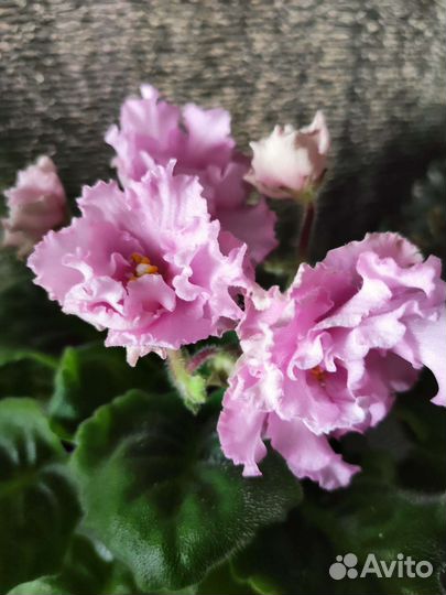 Фиалки сортовые детки