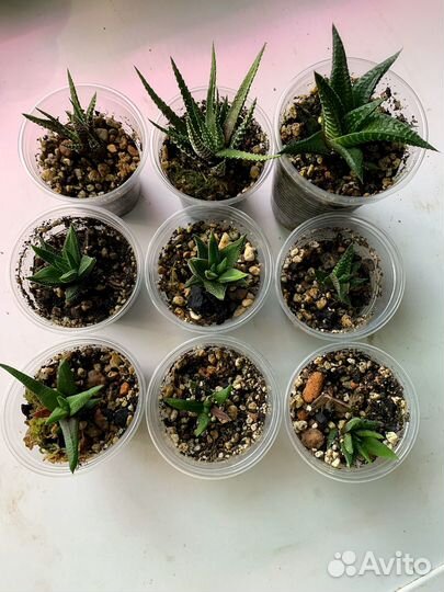 Haworthia cooperi и другие Хавортии