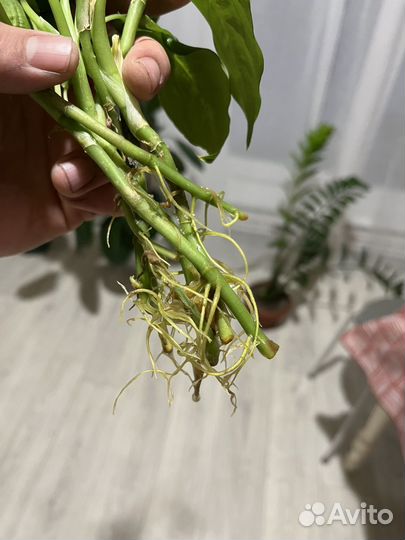 Дифенбахия