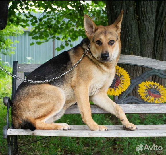 Янтарь преданный друг ждёт тебя