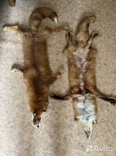 Лисья шкура