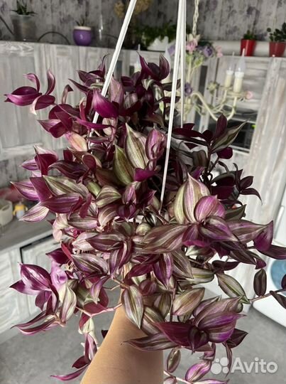 Традесканция зебрина