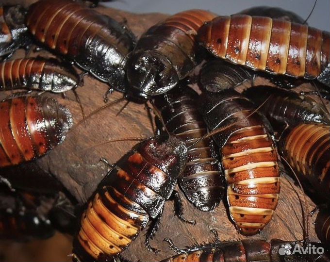 Таракан, сверчок, зофобас, мучной червь