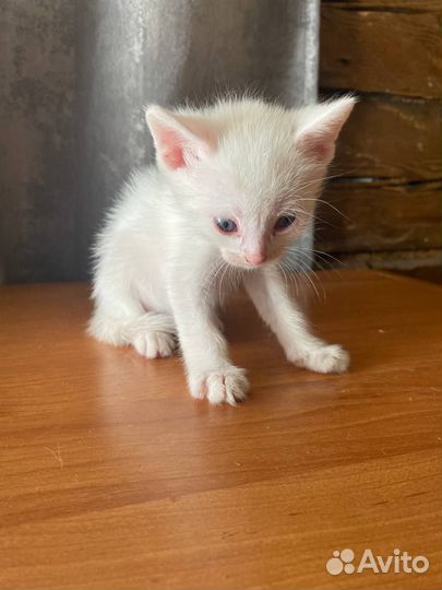 Котята в добрые руки бесплатно