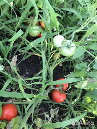 Семена помидор Дубрава