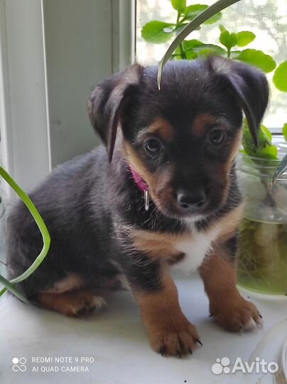 Щенки Бивер-Йорка