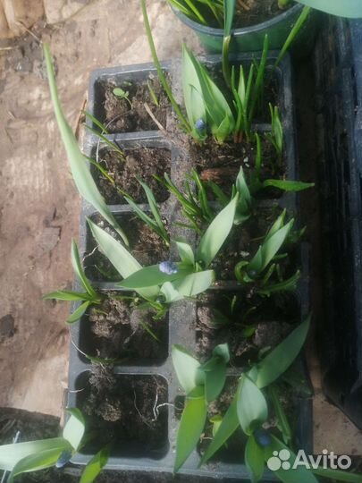 Рассада примулы розовой