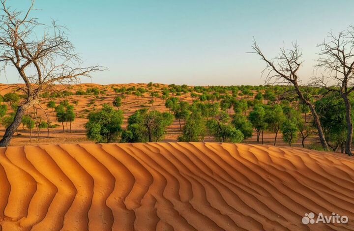 Тур Рас-Эль-Хайма, ОАЭ 7 нч