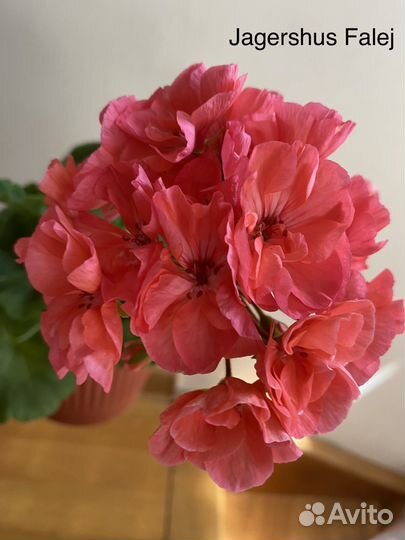 Пеларгония Jagershus Faley